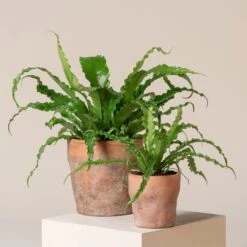 Asplenium Antiquum ‘Osaka’
