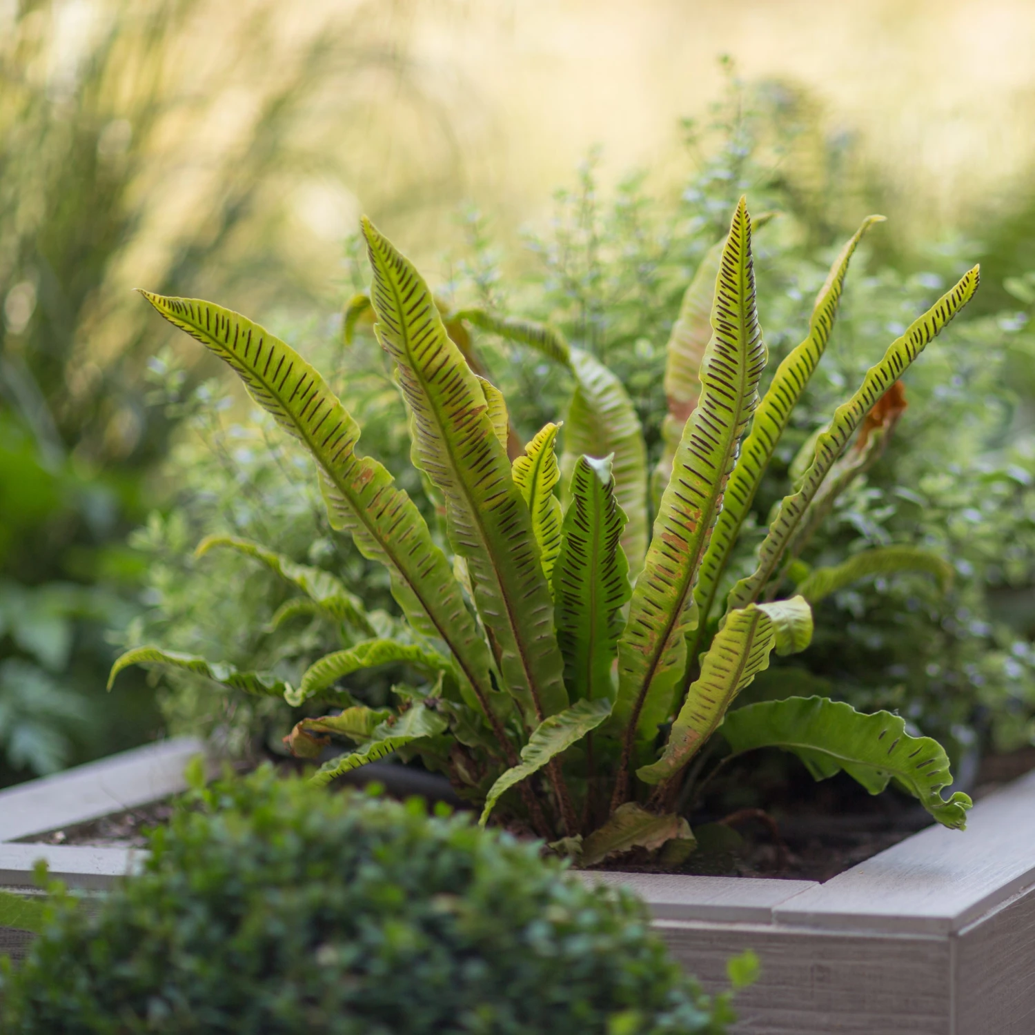 Asplenium Scolopendrium - Image 9