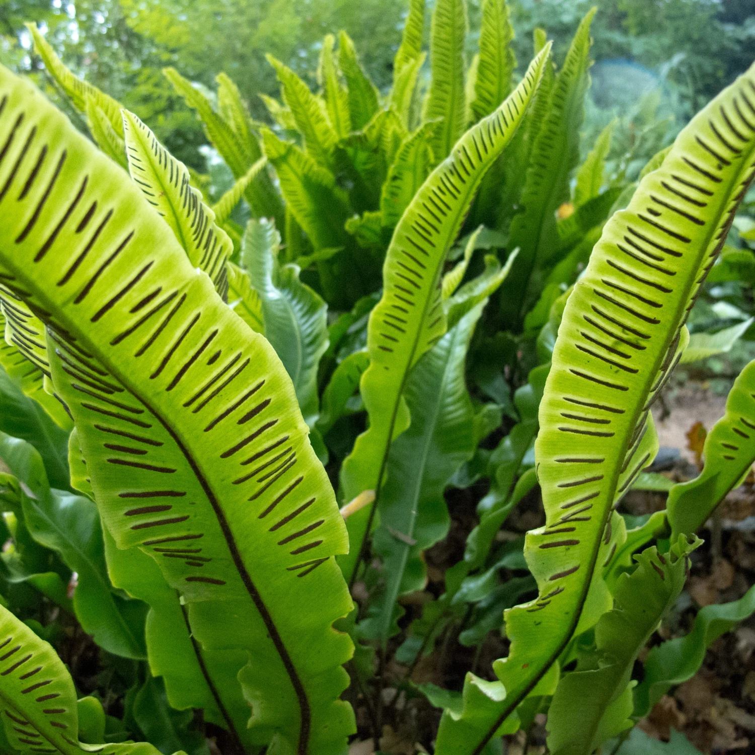 Asplenium Scolopendrium - Image 5