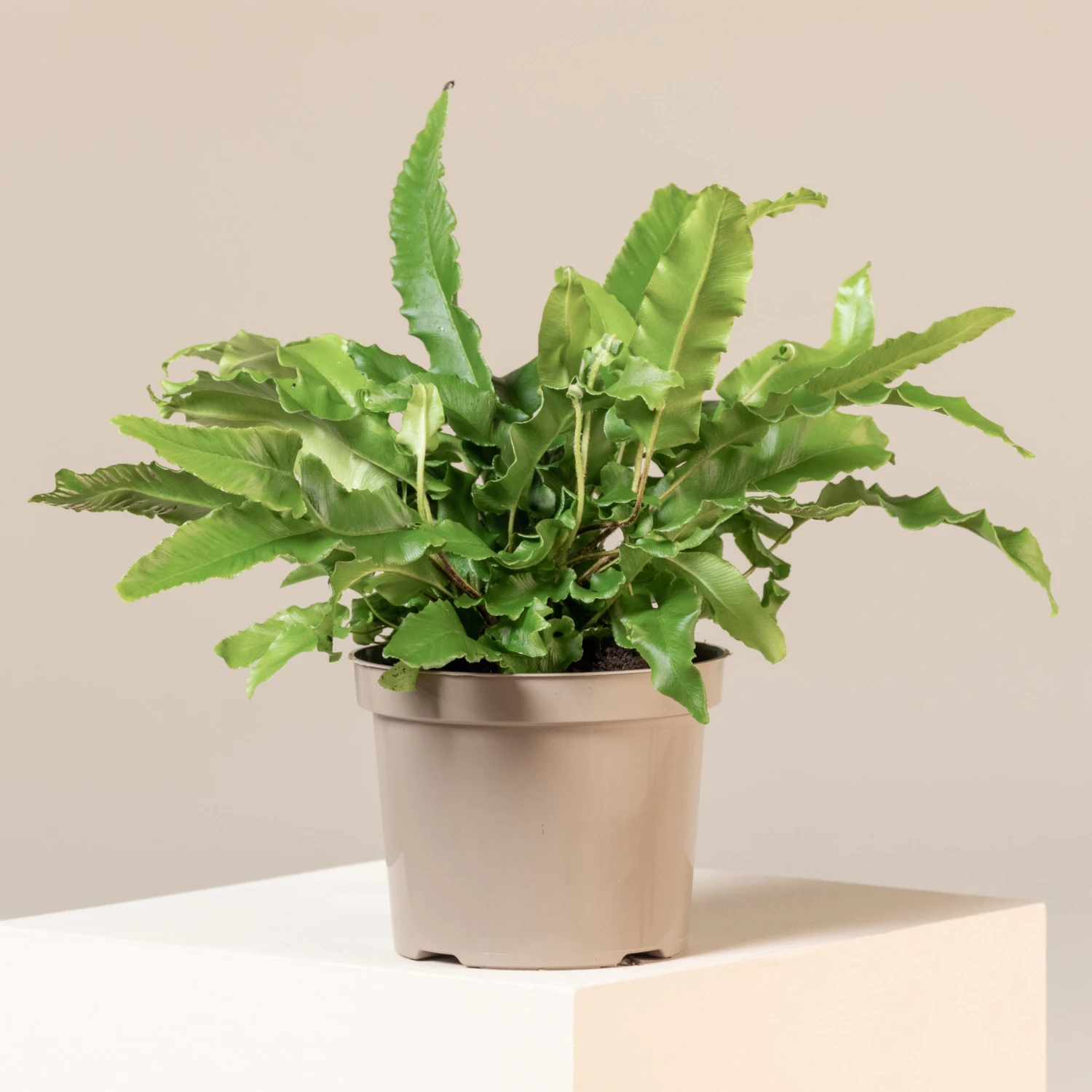 Asplenium Scolopendrium