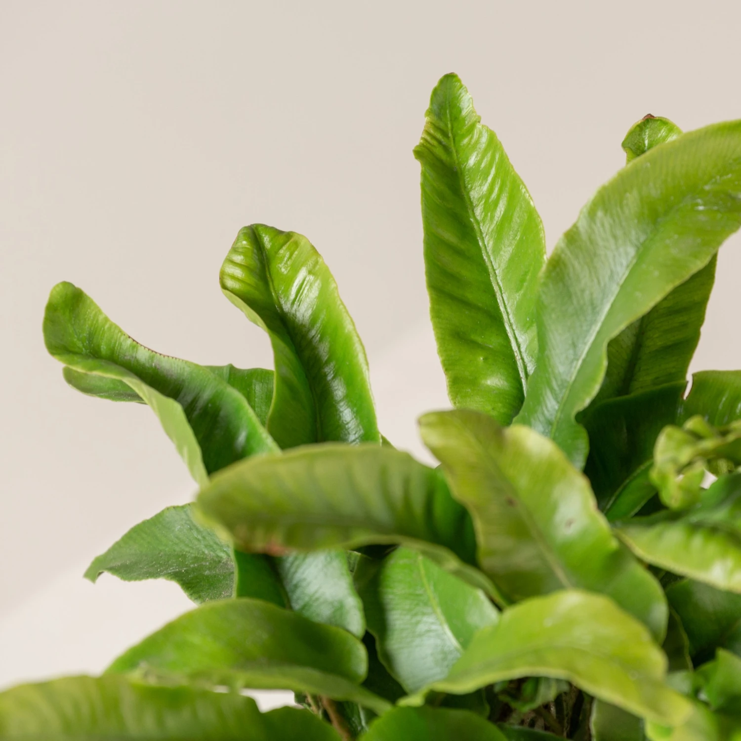 Asplenium Scolopendrium - Image 4