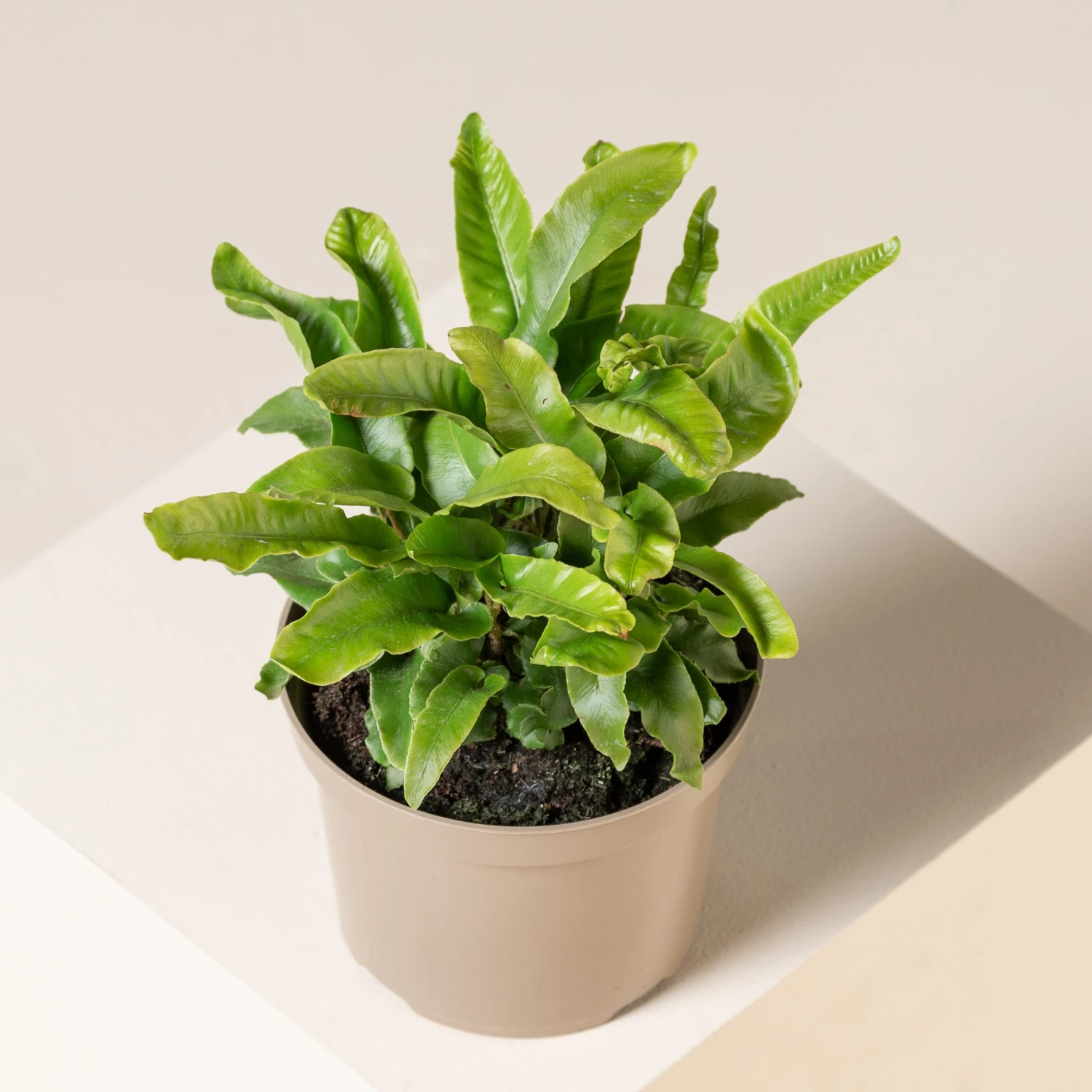 Asplenium Scolopendrium - Image 2