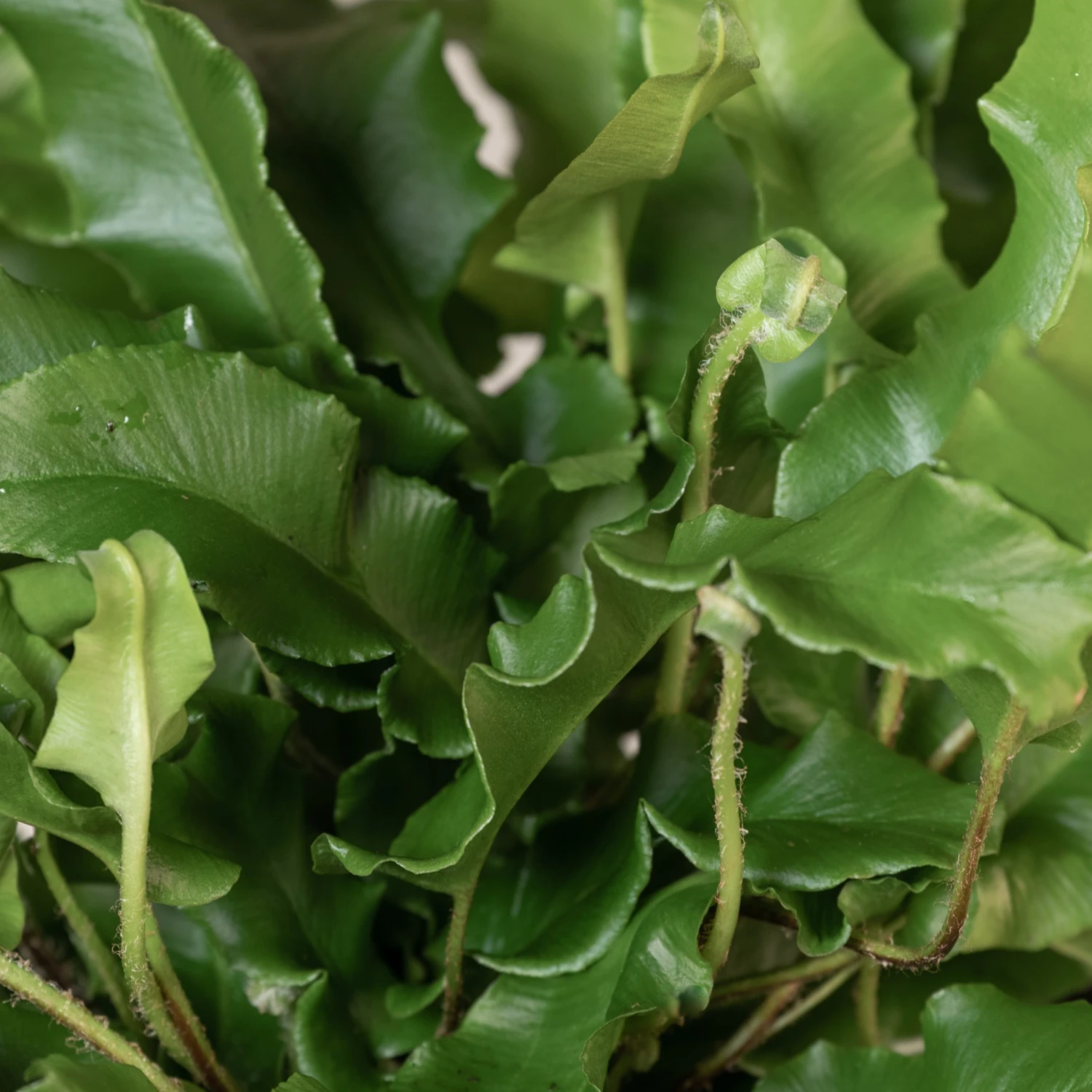 Asplenium Scolopendrium - Image 10