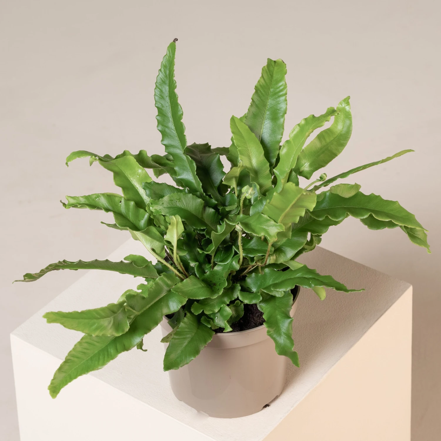 Asplenium Scolopendrium - Image 11