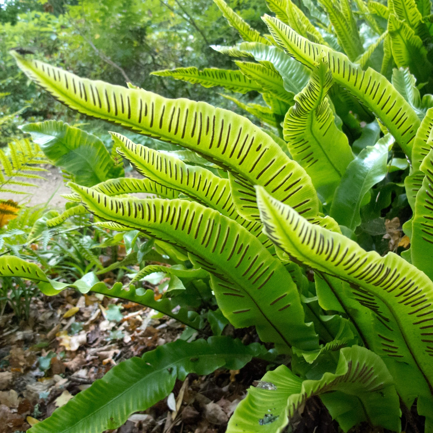 Asplenium Scolopendrium - Image 3