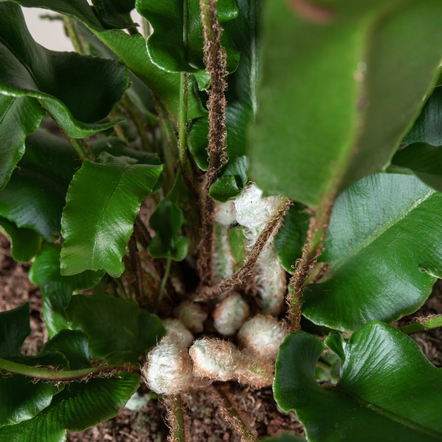 Asplenium Scolopendrium - Image 12