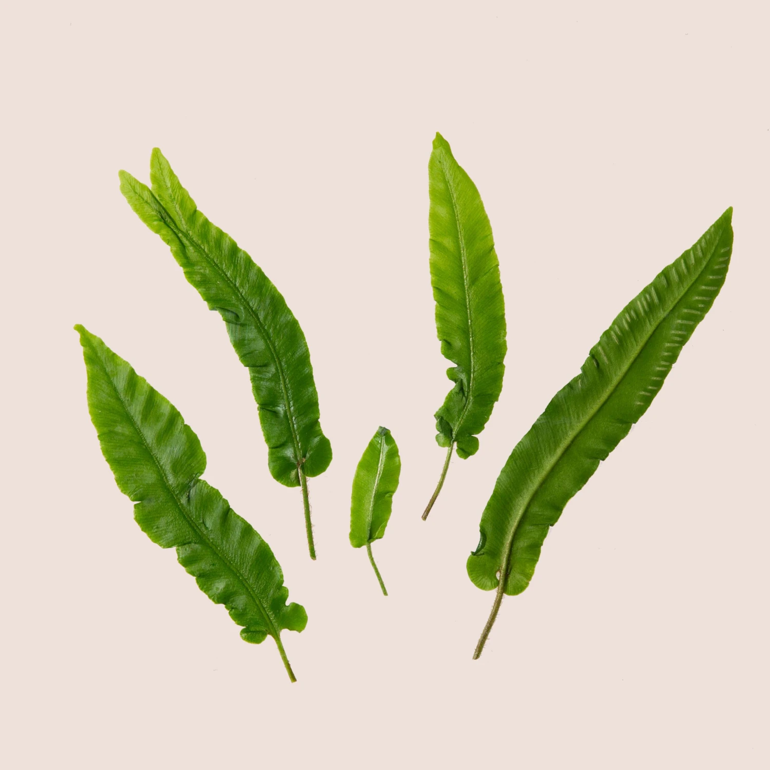 Asplenium Scolopendrium - Image 6