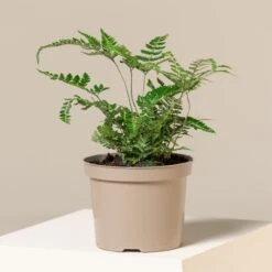 Arachniodes Simplicior ‘Variegata’