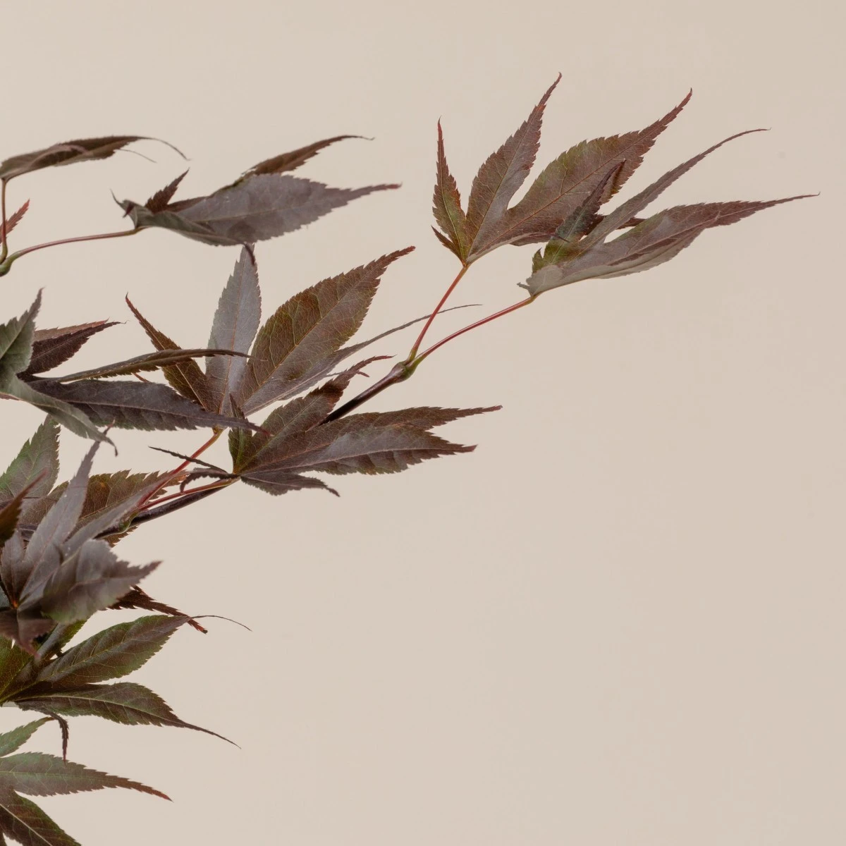 Acer Palmatum ‘Red Flash’ - Image 4