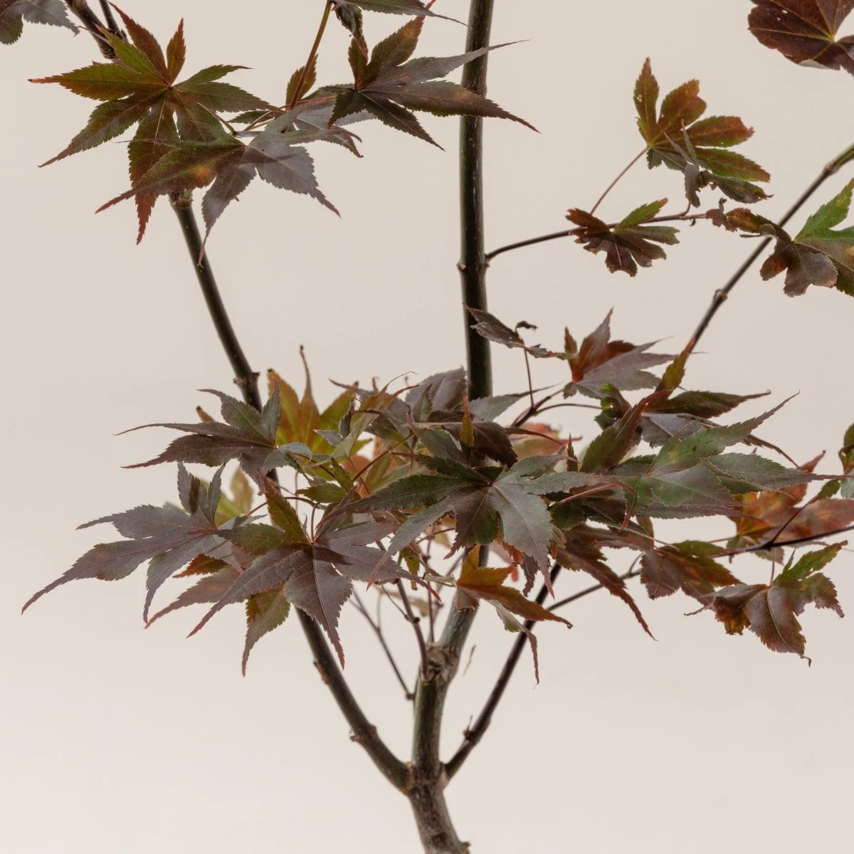 Acer Palmatum ‘Red Flash’ - Image 5