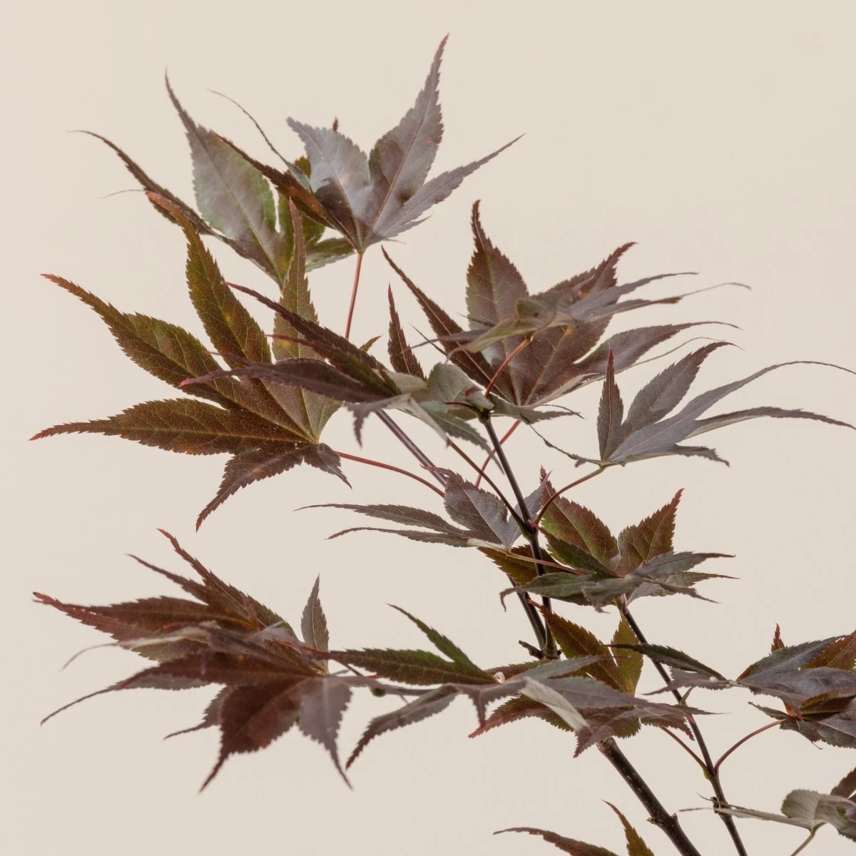 Acer Palmatum ‘Red Flash’ - Image 7