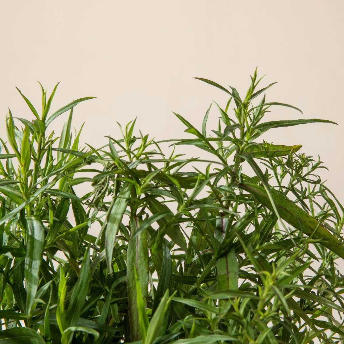 Aster Dumosus ‘Lady In Blue’ - Image 4
