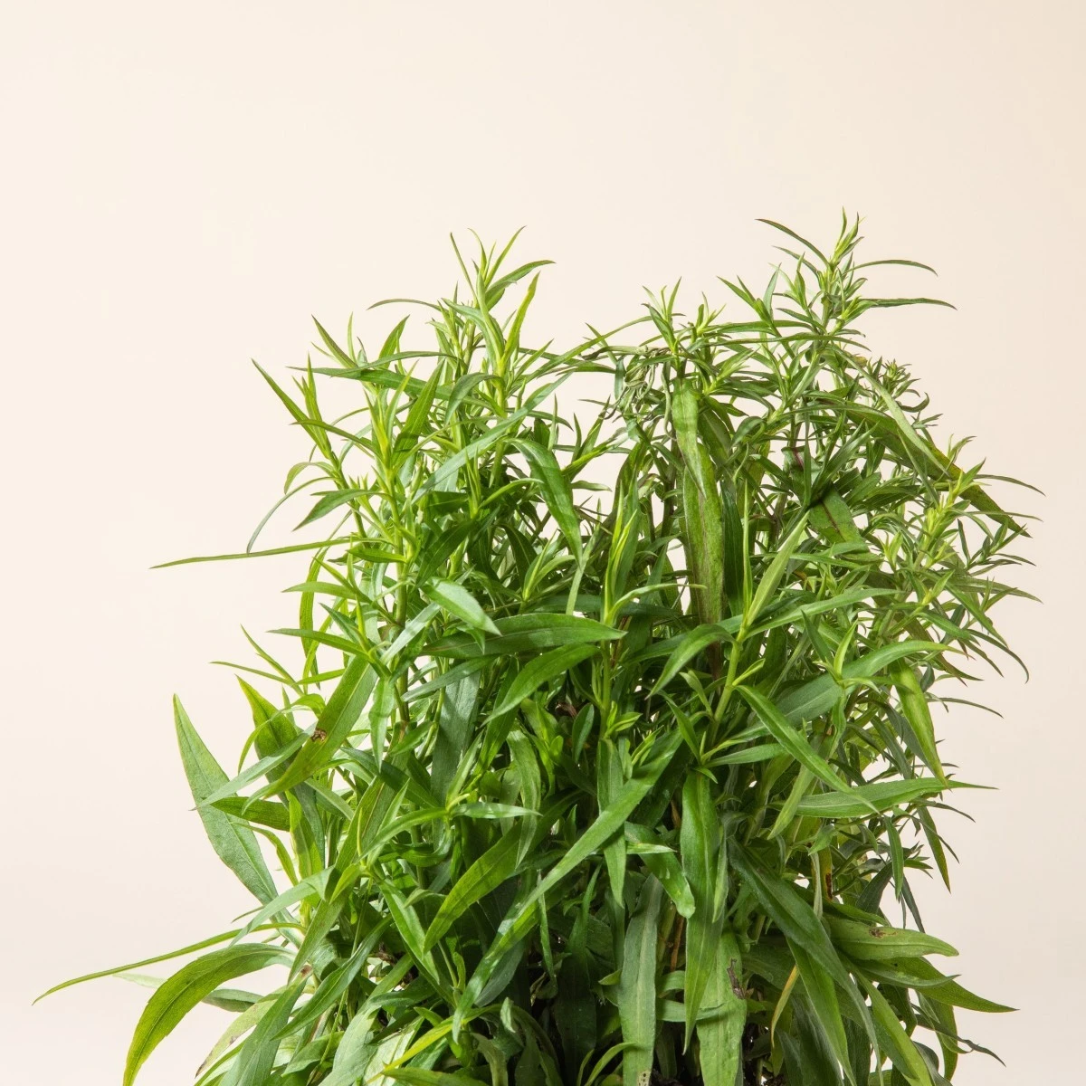 Aster Dumosus ‘Lady In Blue’ - Image 2