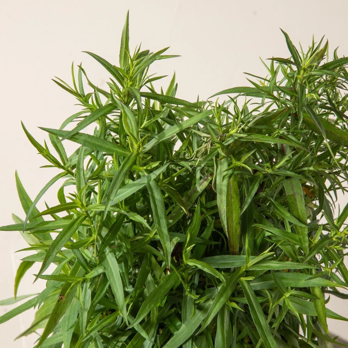 Aster Dumosus ‘Lady In Blue’ - Image 6