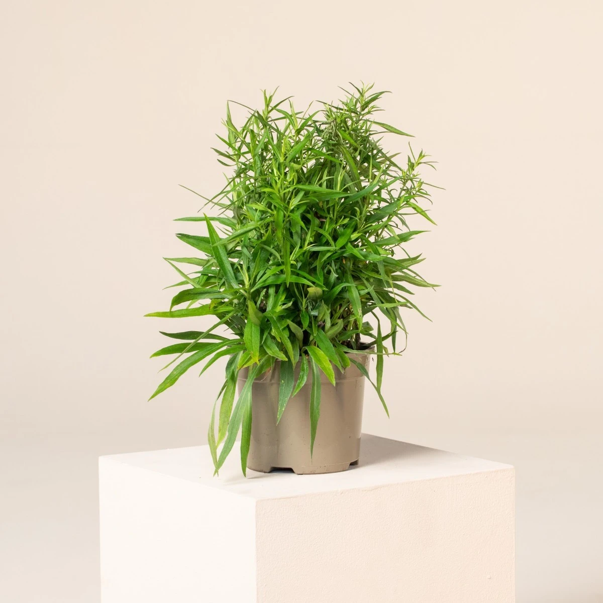 Aster Dumosus ‘Lady In Blue’ - Image 10