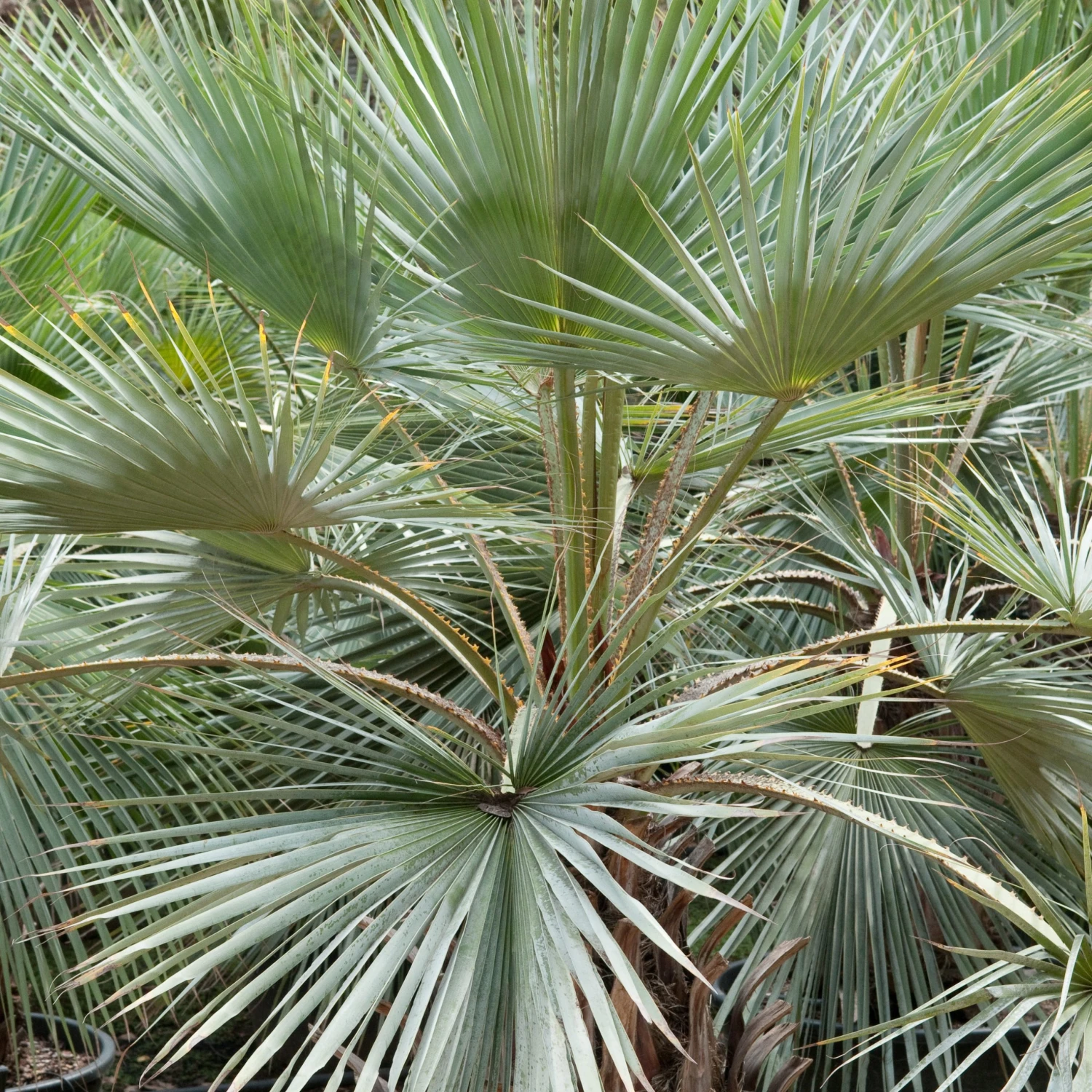 Brahea Armata - Image 10