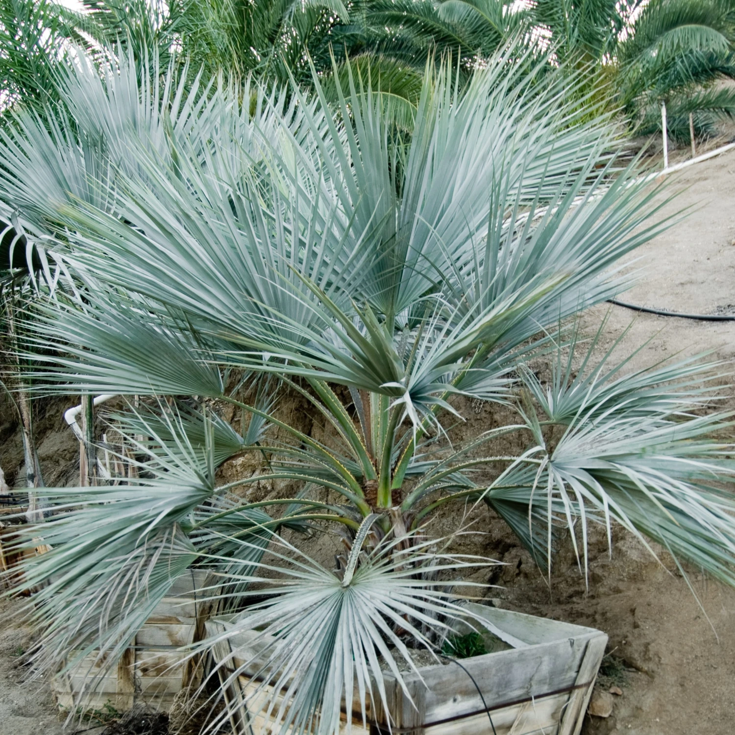 Brahea Armata - Image 7