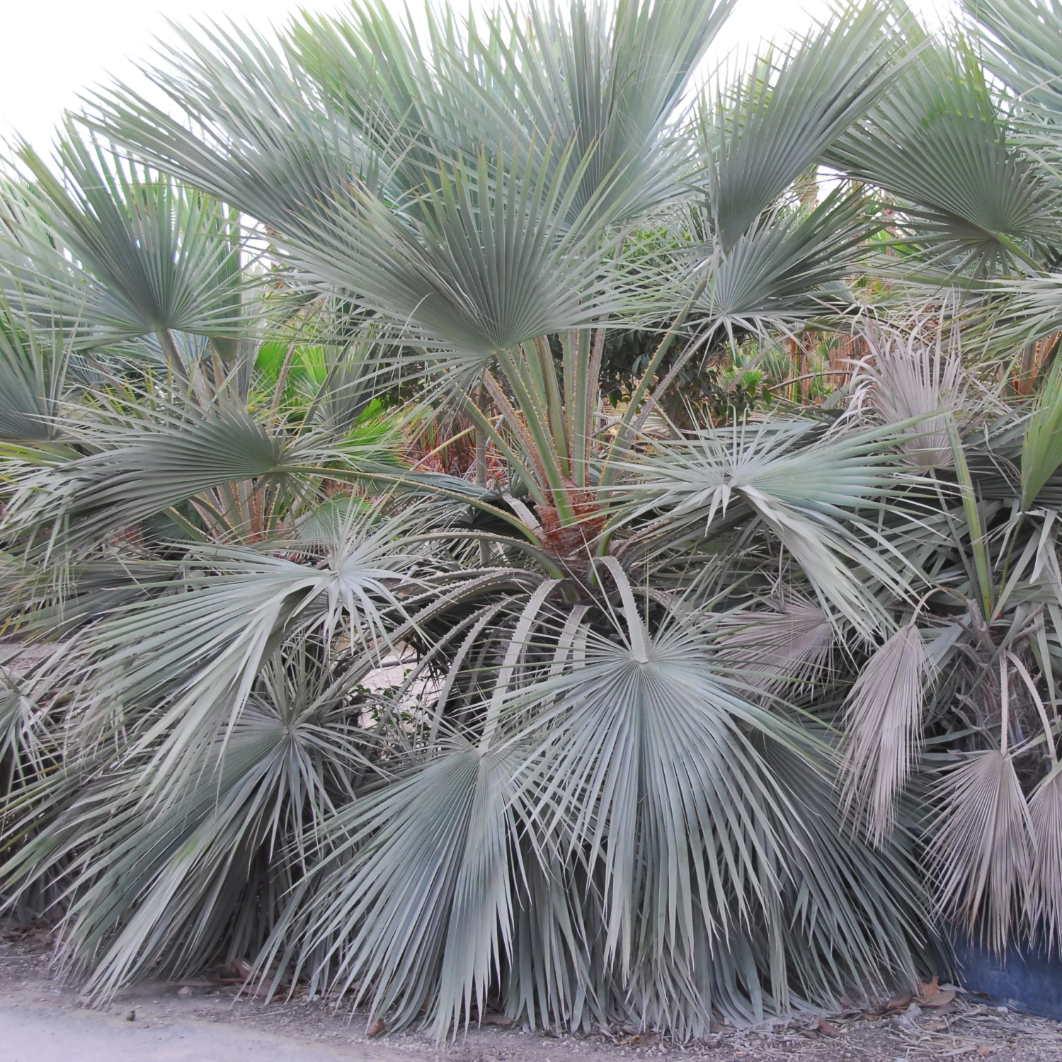 Brahea Armata - Image 12