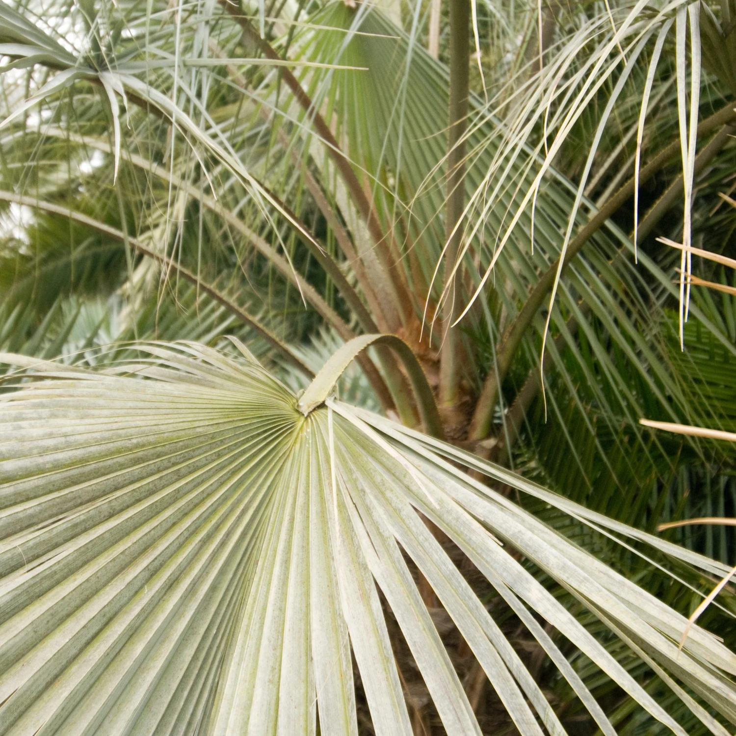 Brahea Armata - Image 5