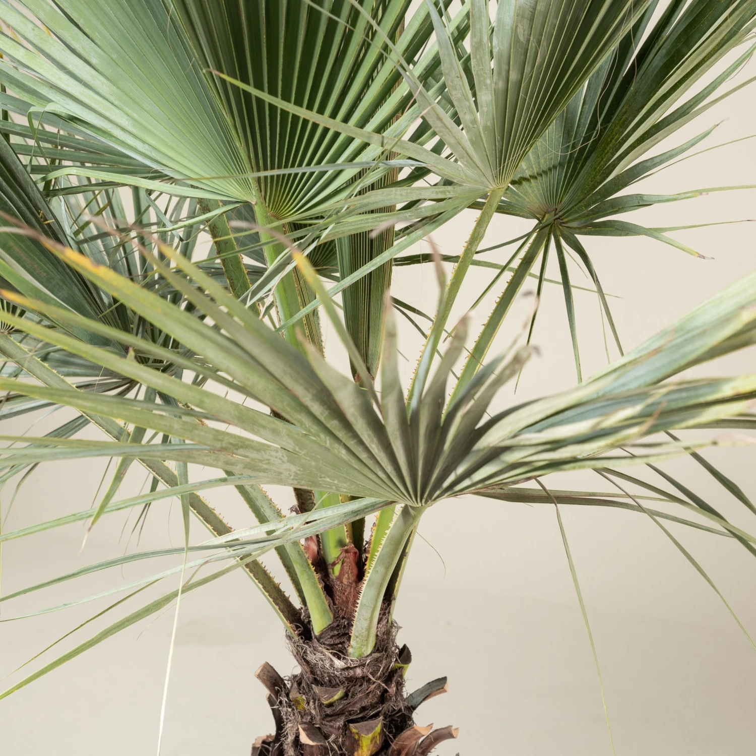 Brahea Armata - Image 2