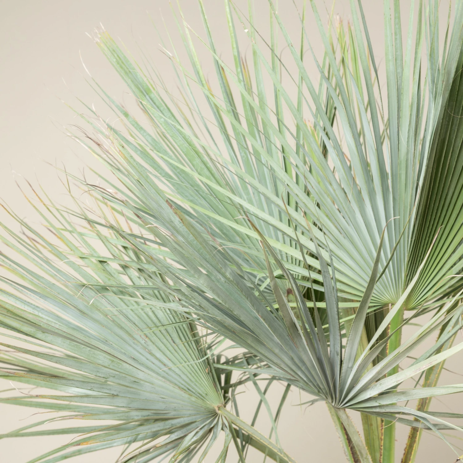 Brahea Armata - Image 9