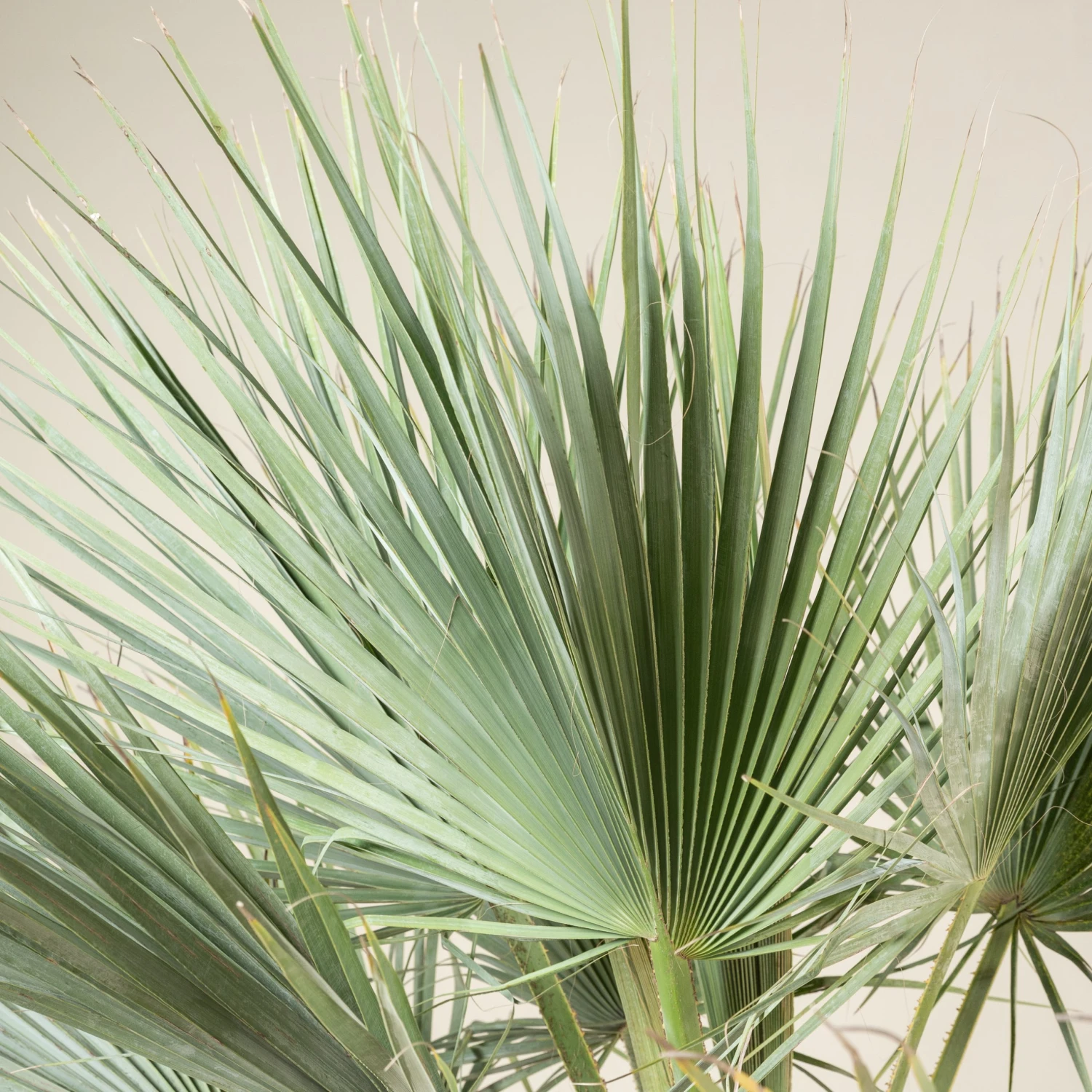 Brahea Armata - Image 11