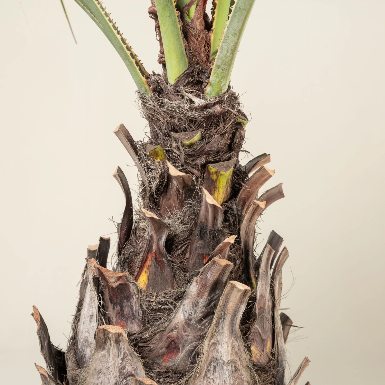 Brahea Armata - Image 4