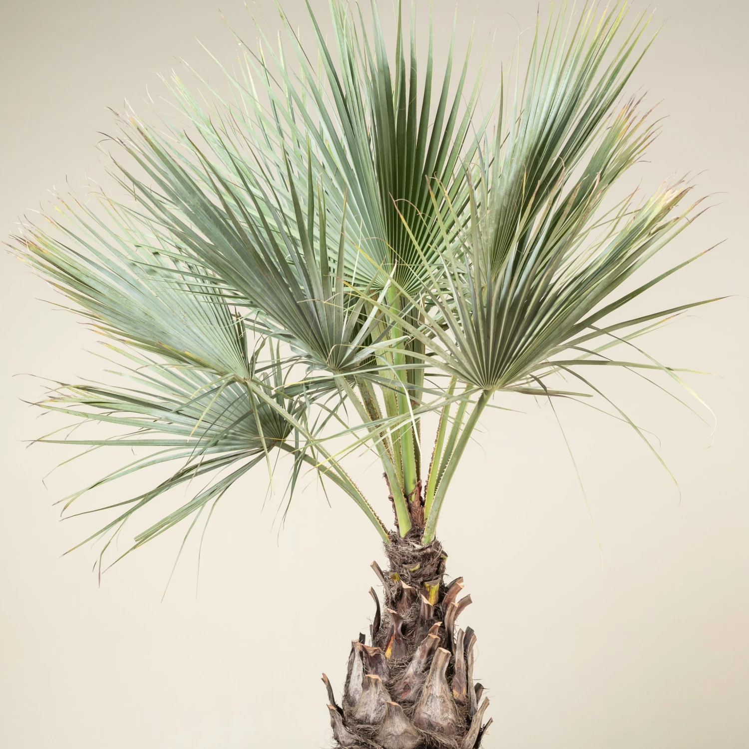 Brahea Armata - Image 6