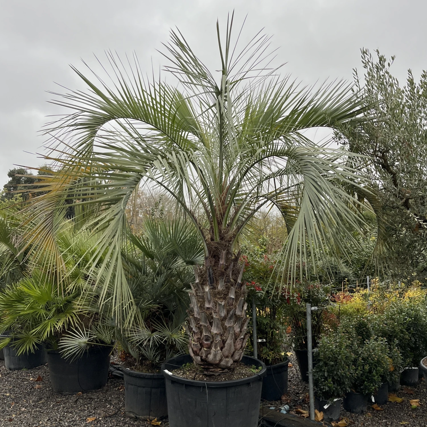 Butia Odorata - Image 2