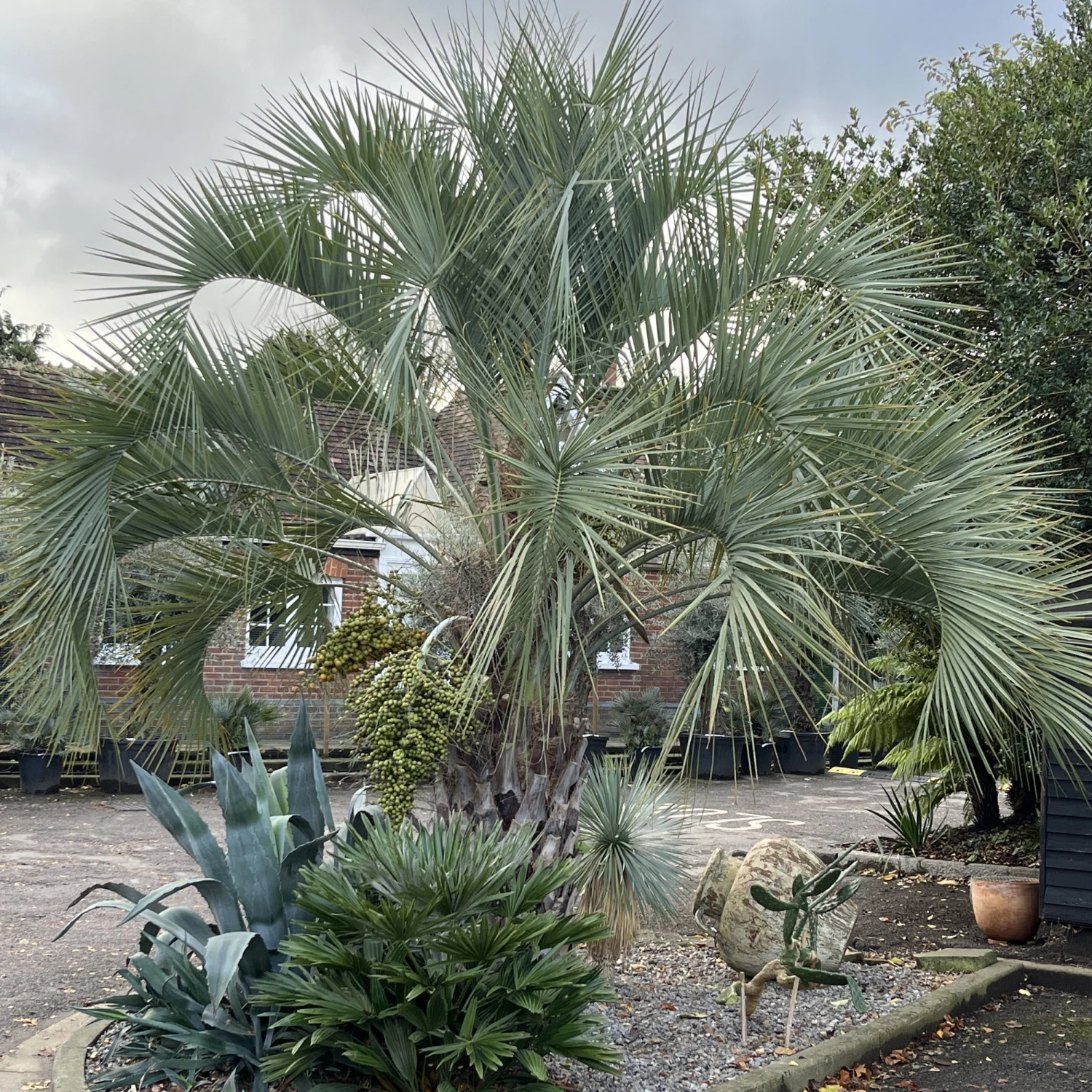 Butia Odorata - Image 3