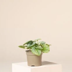 Brunnera Macrophylla ‘Jack Frost’