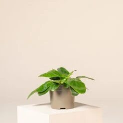 Bergenia Cordifolia ‘Pink Ice’