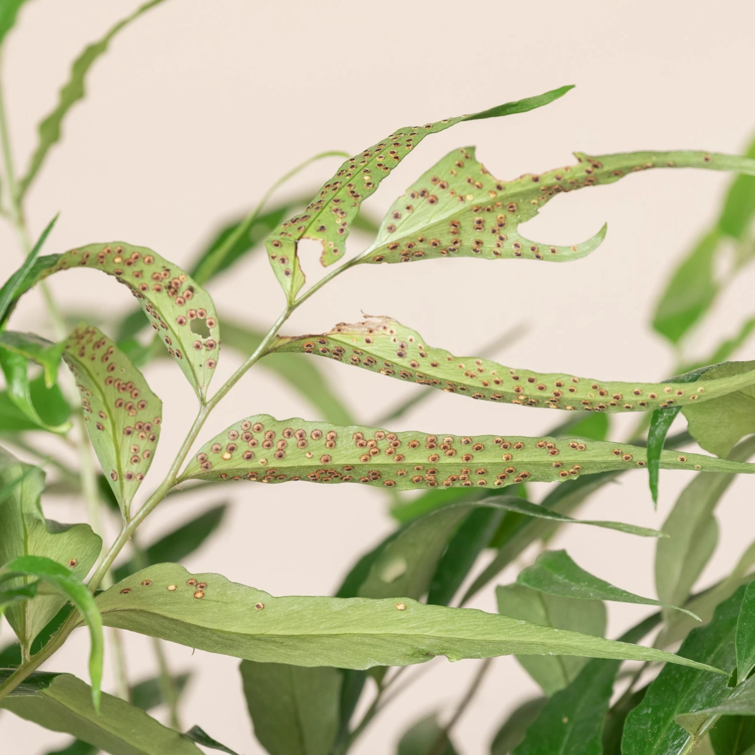 Cyrtomium Devexiscapulae - Image 6