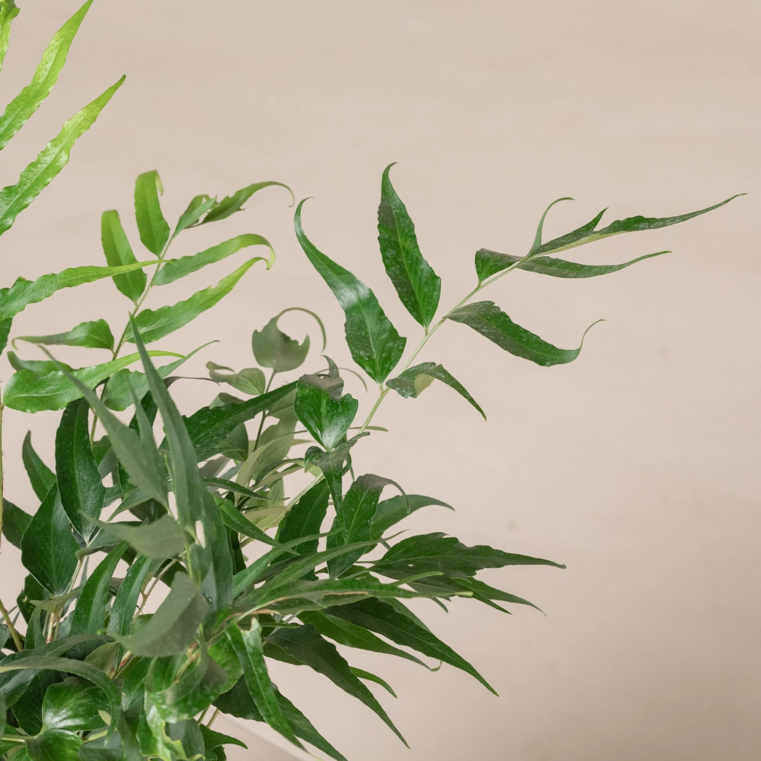 Cyrtomium Devexiscapulae - Image 2