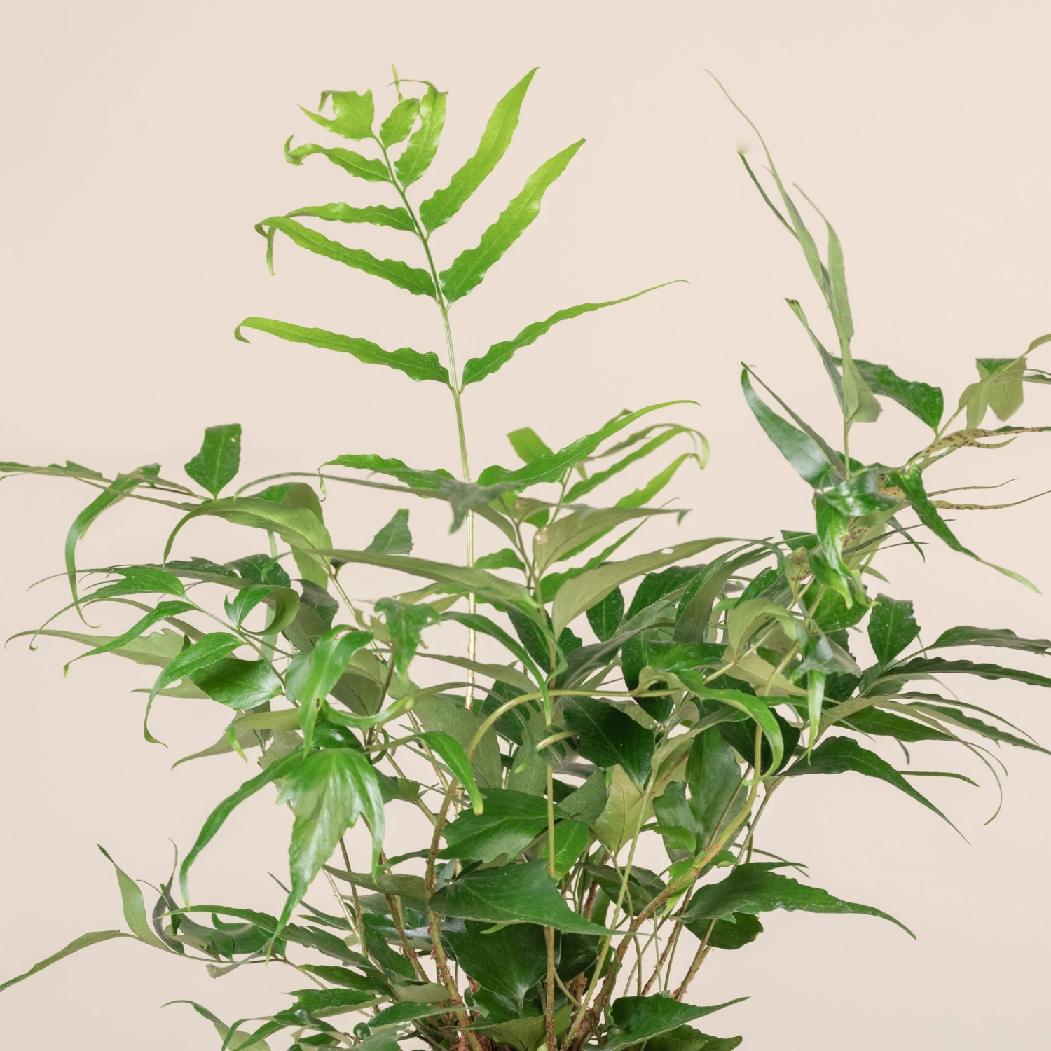 Cyrtomium Devexiscapulae - Image 5