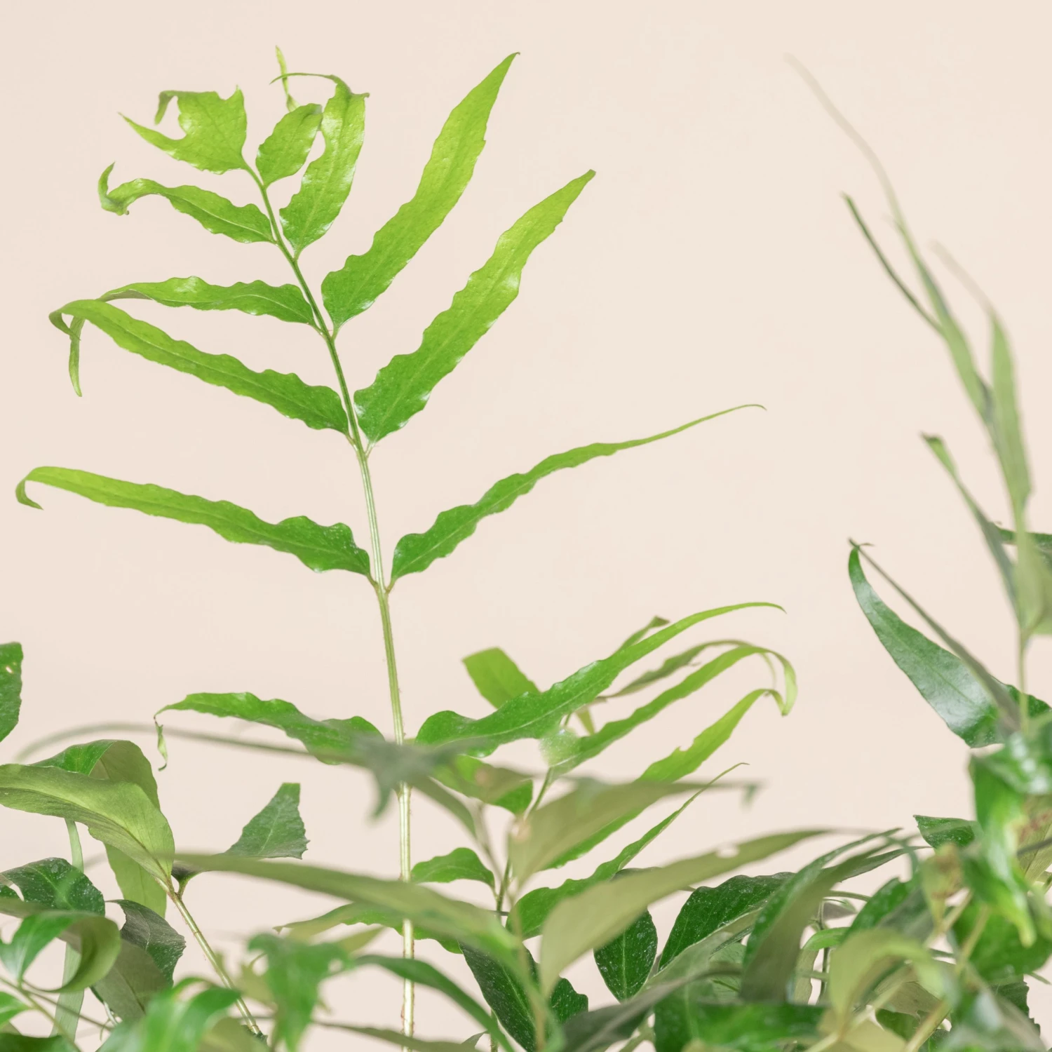 Cyrtomium Devexiscapulae - Image 4