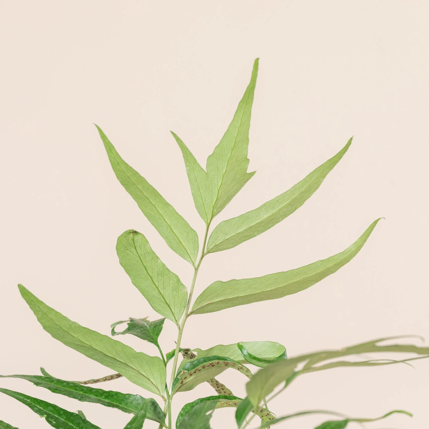 Cyrtomium Devexiscapulae - Image 3