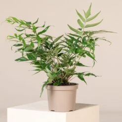 Cyrtomium Devexiscapulae