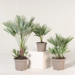 Chamaerops Humilis ‘Etna Star’