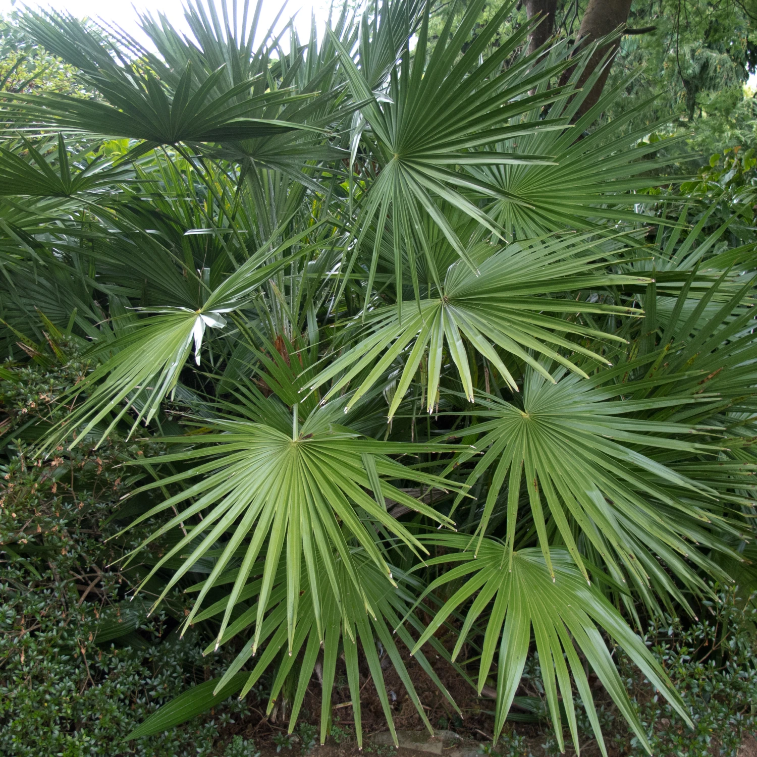 Chamaerops Humilis - Image 18