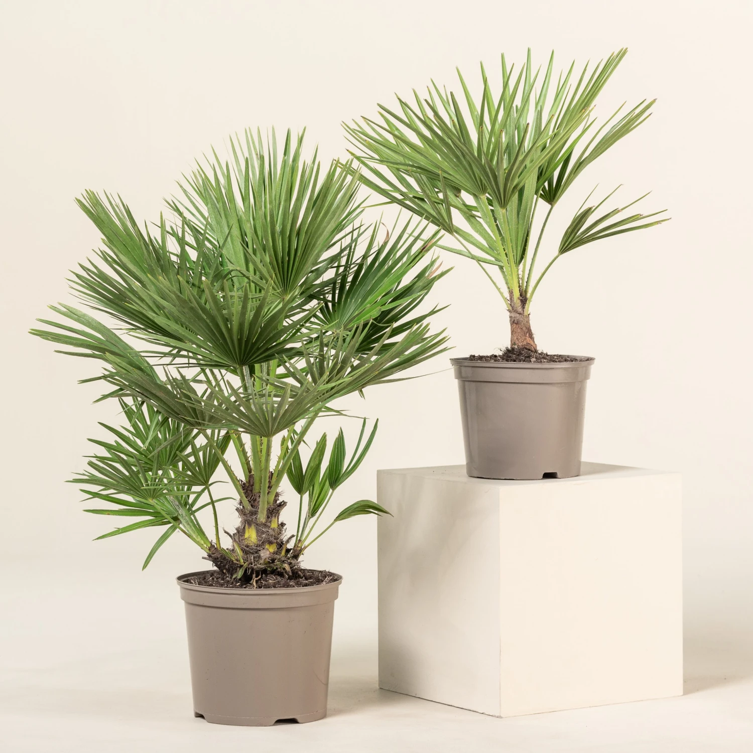 Chamaerops Humilis - Image 2