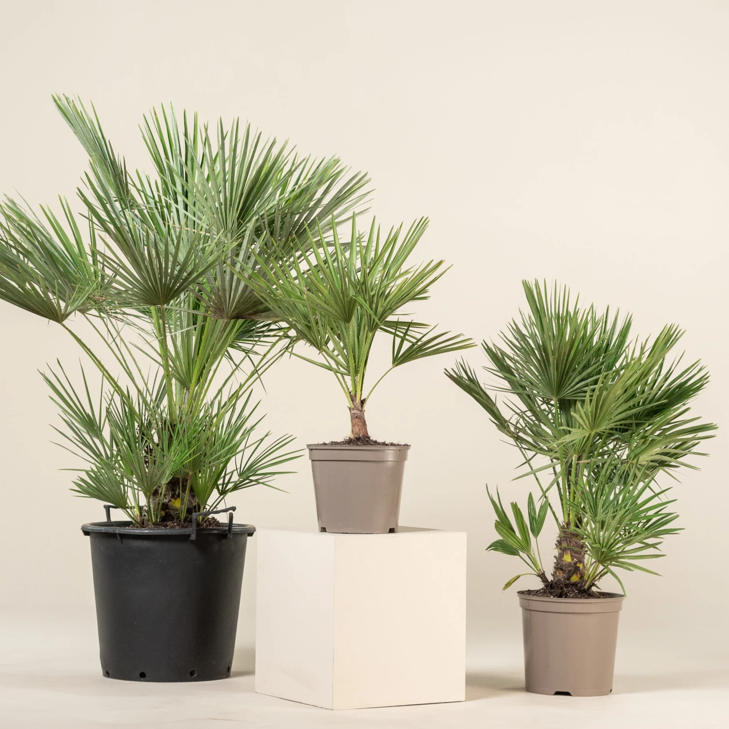Chamaerops Humilis - Image 11