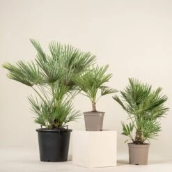 Chamaerops Humilis