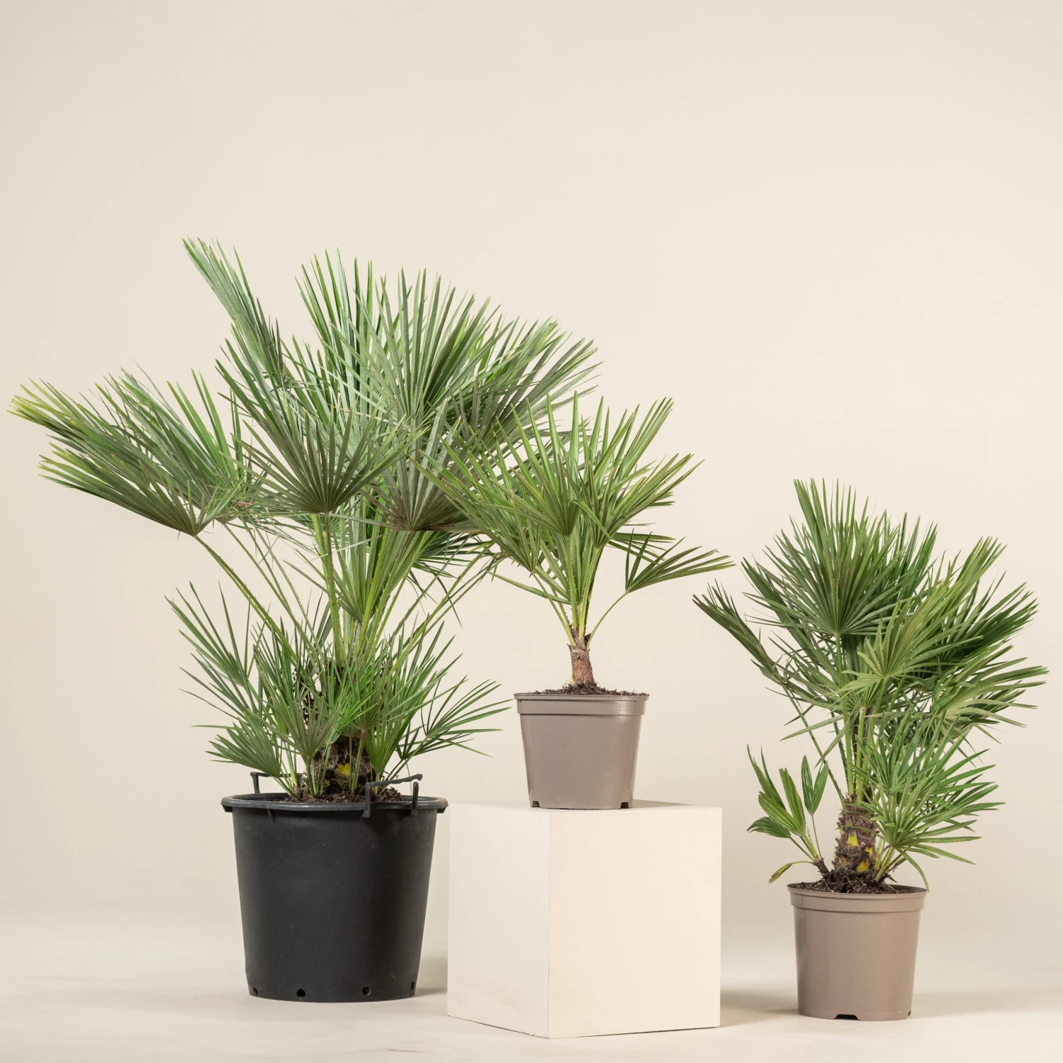 Chamaerops Humilis