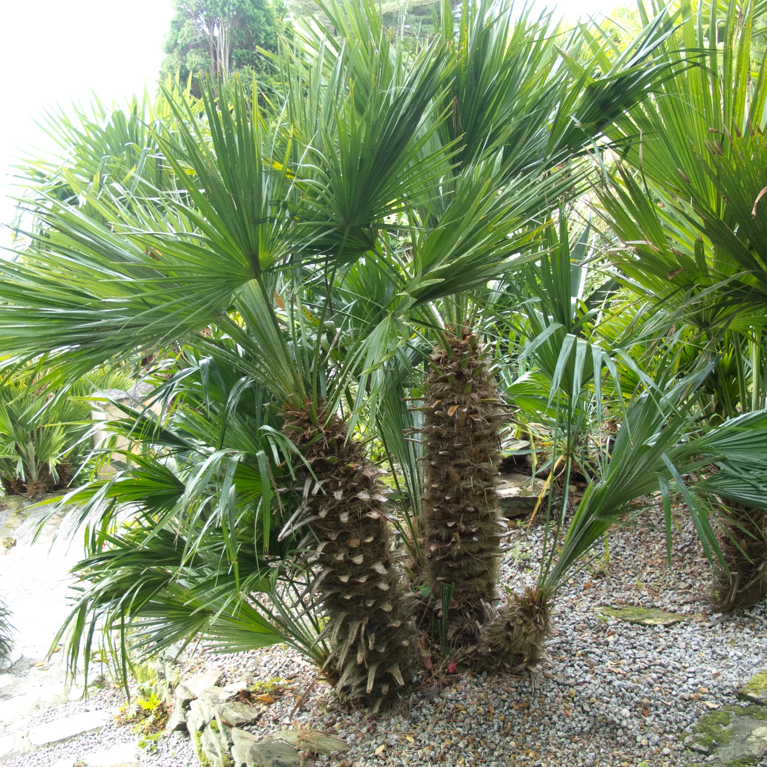 Chamaerops Humilis - Image 12
