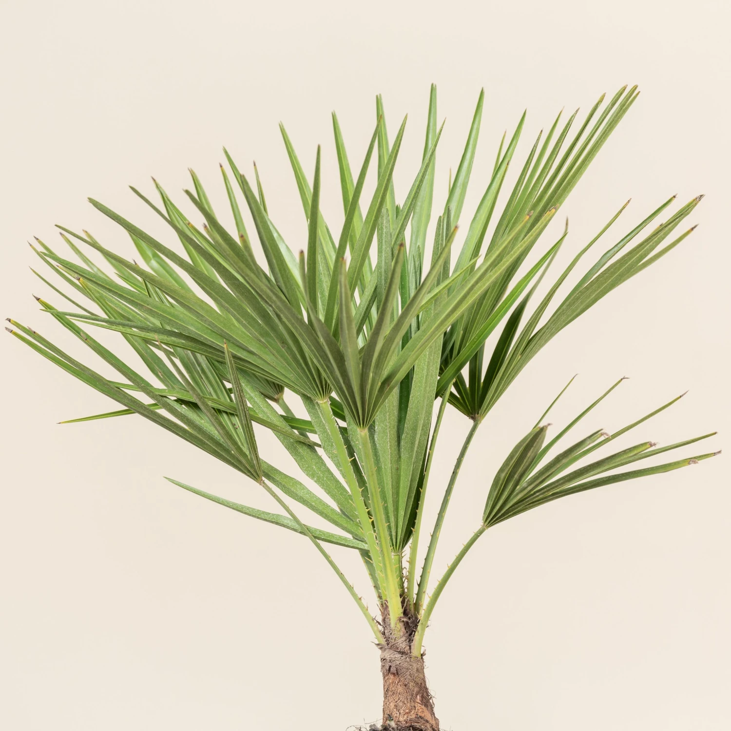 Chamaerops Humilis - Image 4