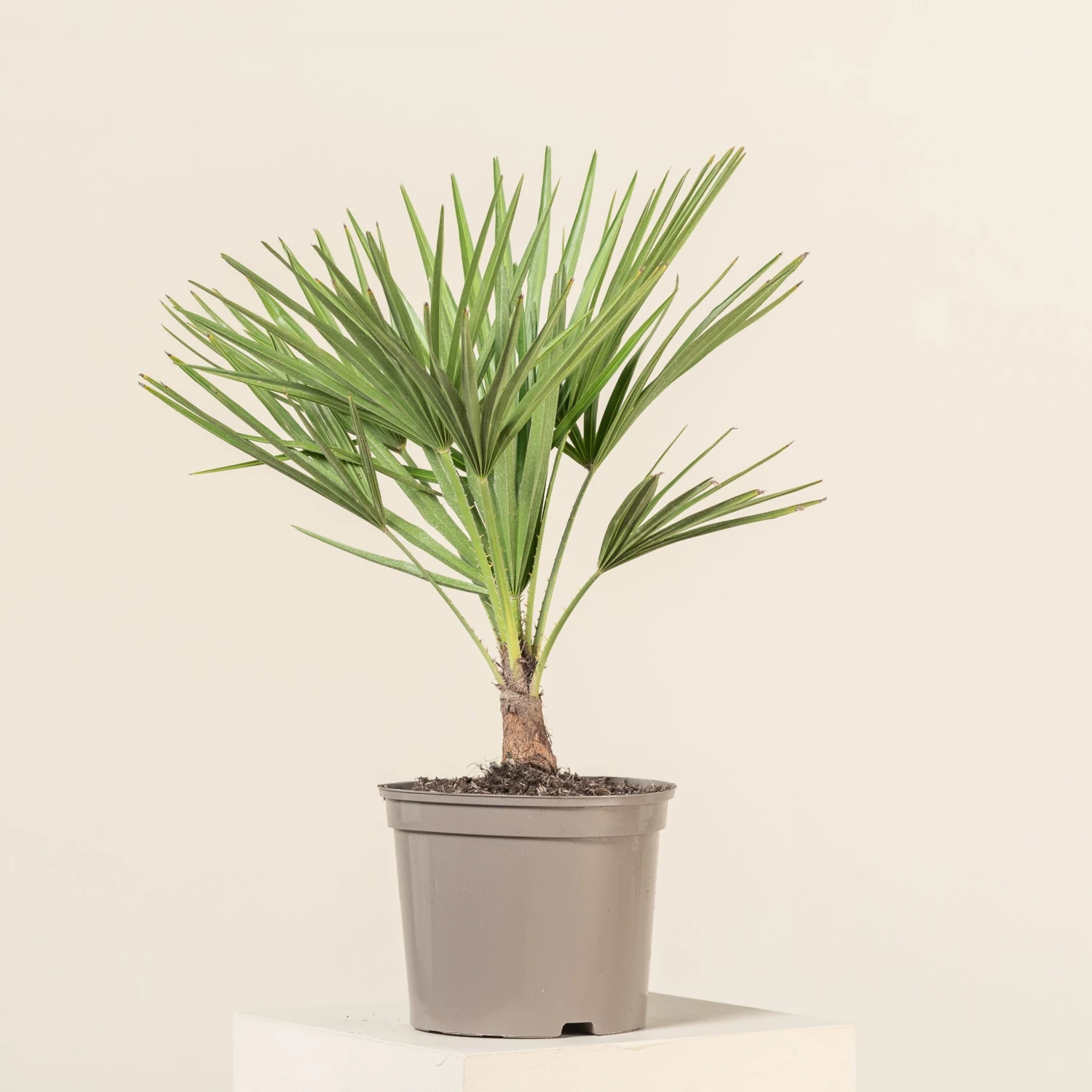 Chamaerops Humilis - Image 5