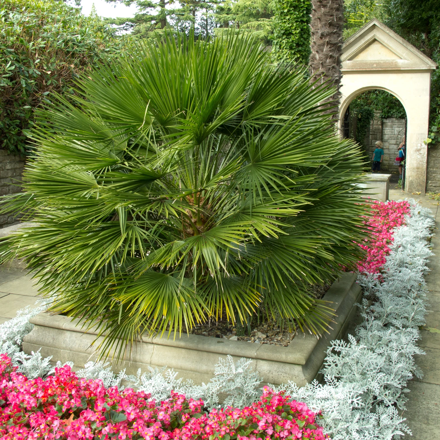 Chamaerops Humilis - Image 3
