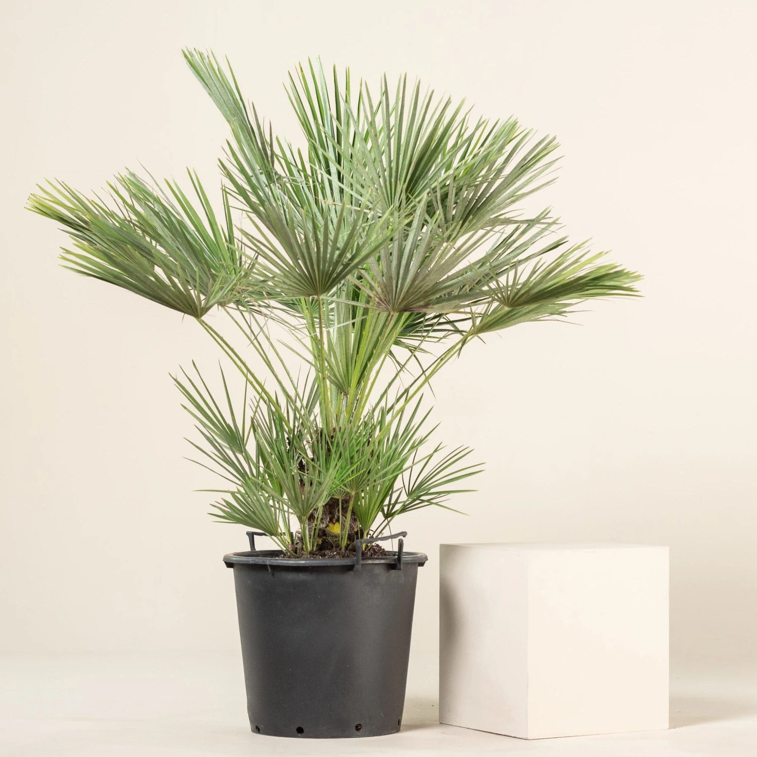 Chamaerops Humilis - Image 17