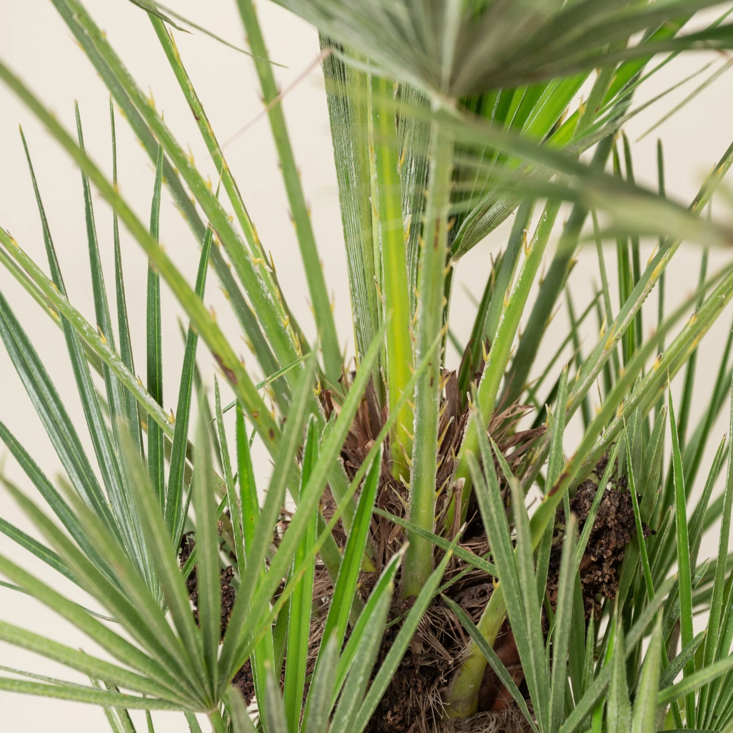 Chamaerops Humilis - Image 13